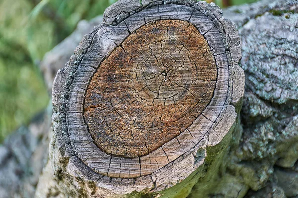 Fondo Pantalla Textura Del Árbol Talado — Foto de Stock