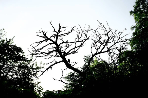 Dry branches of a tree against the sky, wallpaper