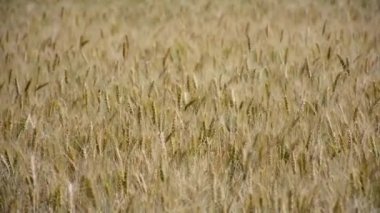 Rüzgardan sallanan tarlada buğday çivileri