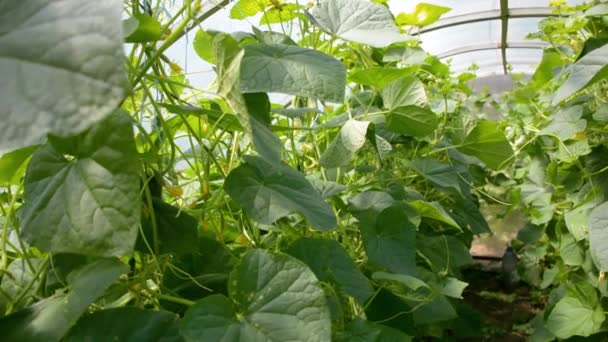 Invernadero Donde Cultivan Los Pepinos — Vídeo de stock