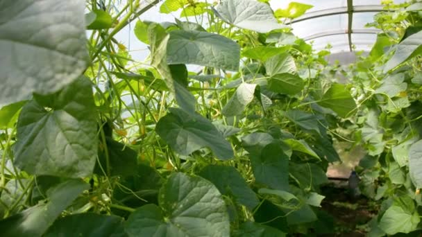 Greenhouse Cucumbers Grown — Stock Video