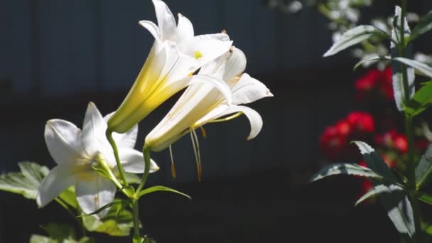 White Lilies Growing Garden — Stock Video