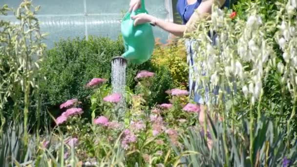 Fille Dans Jardin Arrosant Les Fleurs — Video