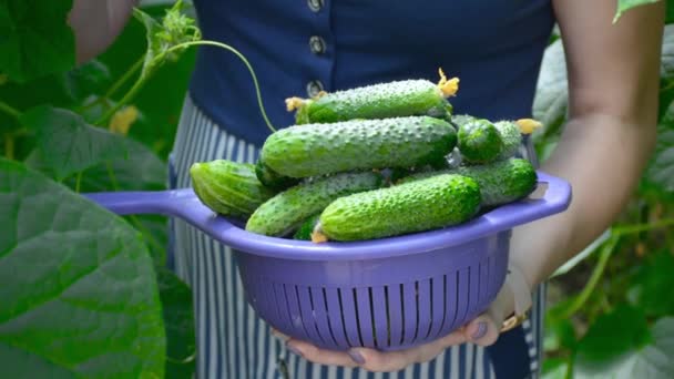 Una Mujer Invernadero Cosechando Pepinos — Vídeos de Stock