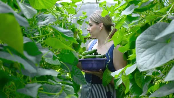 キュウリを収穫する温室の女性 — ストック動画
