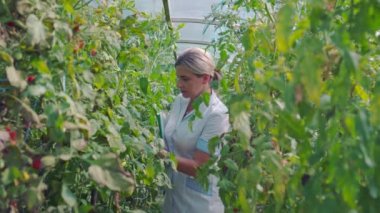 Uzman bir kız beyaz önlüklü domates mahsulünü kontrol ediyor. Yetiştirme kaliteli sebze