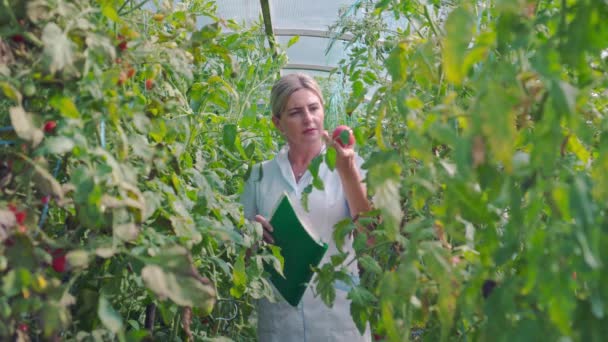 Μια Ειδική Κοπέλα Ελέγχει Μια Σοδειά Ντομάτας Λευκό Παλτό Καλλιεργική — Αρχείο Βίντεο