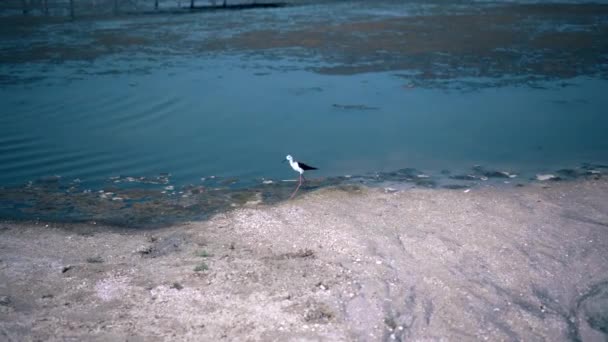 Een Stilt Vogel Met Lange Benen Loopt Langs Oever Van — Stockvideo