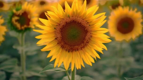 Blumenfeld Sonnenblumen Gegen Den Himmel Sonnenblumen Wiegen Sich Wind Schöne — Stockvideo