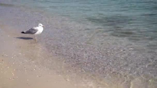 Ένας Γλάρος Περπατά Κατά Μήκος Της Ακτής Μιας Καθαρής Θάλασσας — Αρχείο Βίντεο