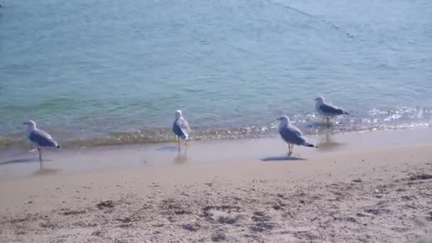 海鸥沿着一片干净的大海的海岸散步 — 图库视频影像