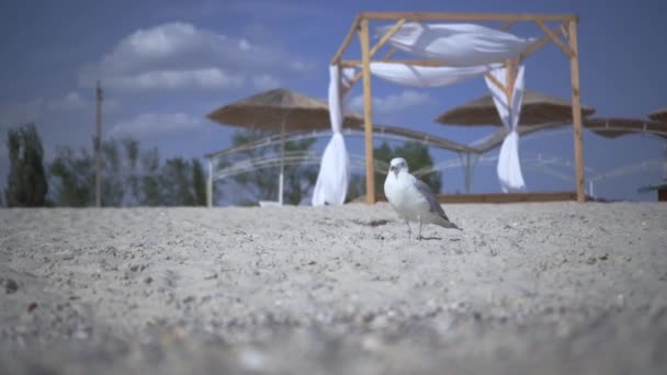 Eine Möwe Spaziert Ufer Eines Sauberen Meeres Entlang — Stockvideo