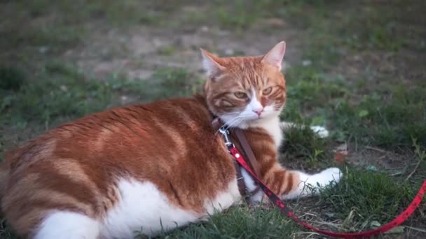 Grande Gato Gordo Está Descansando Gramado Verde — Vídeo de Stock