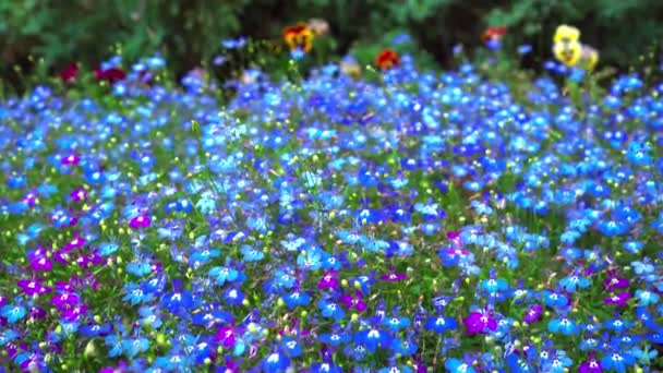 Little Blue Purple Flowers Growing Carpet Green Grass — Stock Video