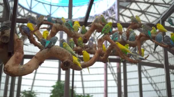 Een Kudde Budgies Een Boom Een Groot Gezin Kleurrijke Vogels — Stockvideo