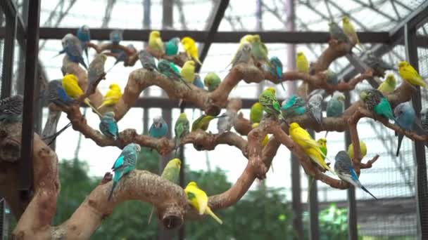 Stado Papużek Falistych Drzewie Duża Rodzina Kolorowe Ptaki — Wideo stockowe