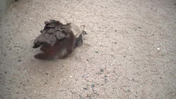 Seekor Burung Merak Betina Berbohong Dan Memercikkan Dirinya Dengan Pasir — Stok Video