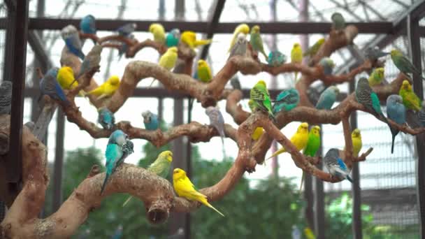 Een Kudde Budgies Een Boom Een Groot Gezin Kleurrijke Vogels — Stockvideo