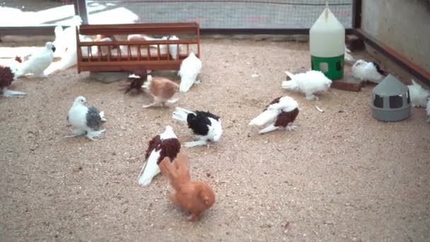 Family Beautiful Pigeons Dovecote Breeding Thoroughbred Pigeons — Stock Video