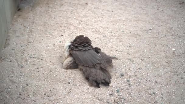 Kvinnlig Påfågel Ligger Och Strössel Själv Med Sand — Stockvideo