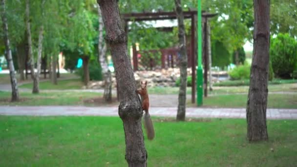 Τάισε Καρύδια Του Κόκκινου Σκίουρο Χνουδωτή Ουρά Άλμα Στα Δέντρα — Αρχείο Βίντεο