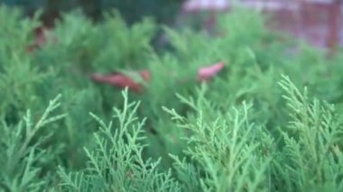 doymuş yeşil çim, bitkiler yakın