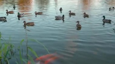 Nehirdeki renkli sazan sürüsü. Şehir parkındaki gölde çok güzel dekoratif balıklar.