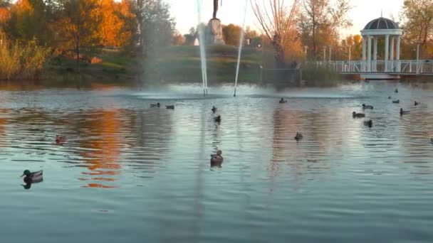 Stadtpark Herbst Ruhiger See Mit Schwimmenden Enten — Stockvideo