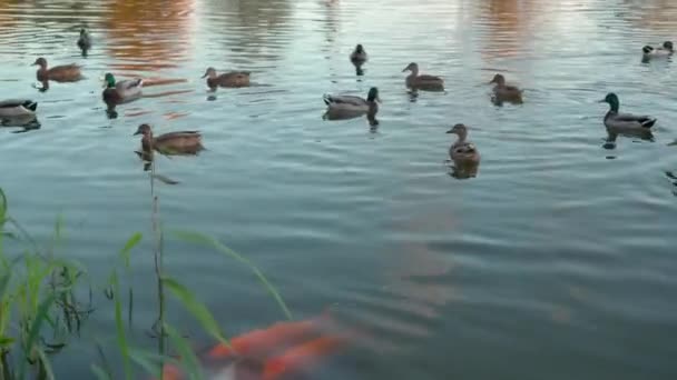 Una Bandada Carpas Colores Río Hermoso Pez Decorativo Lago Parque — Vídeos de Stock