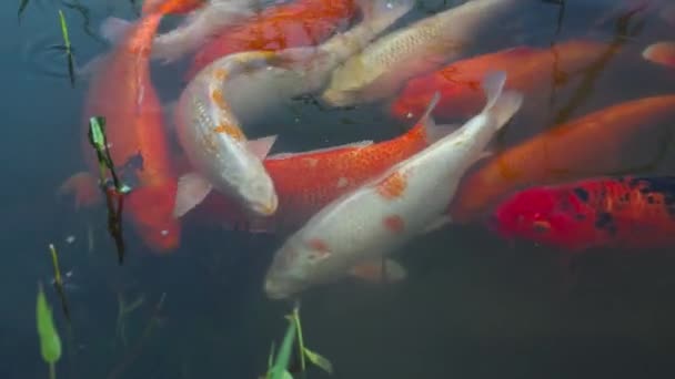 河里的一群五彩斑斓的鲤鱼 城市公园湖中美丽的装饰鱼 — 图库视频影像