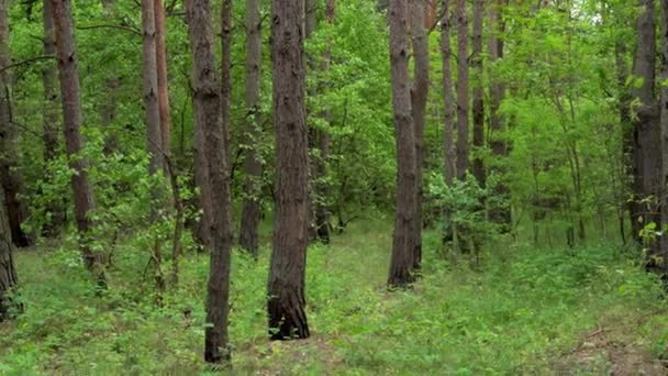 Hohe Kiefern Wald Die Kamera Bewegt Sich Von Unten Nach — Stockvideo