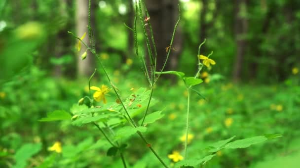 Celidonia Creciendo Bosque Cerca Pequeñas Flores Amarillas Bosque — Vídeo de stock