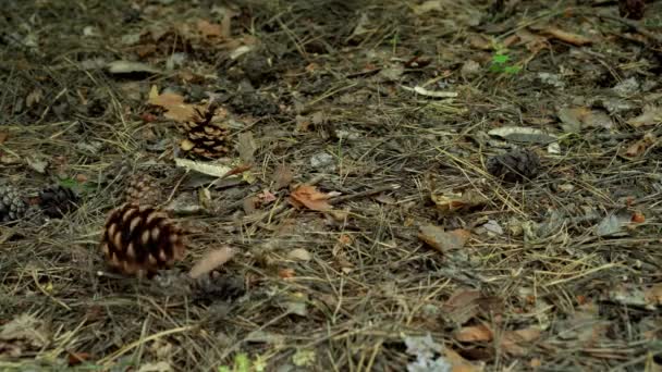 Een Dennenappel Valt Grond Het Bos — Stockvideo