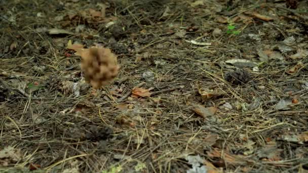 Cônes Pin Tombent Sur Sol Dans Forêt — Video