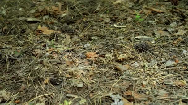 Conos Pino Caen Suelo Bosque — Vídeos de Stock