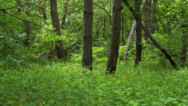 Grüner Frühlingswald Dichtes Dickicht Reichlich Dickicht Unberührte Natur — Stockvideo