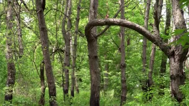 Blandskog Löv Och Barrträd Tallkottkörtel — Stockvideo