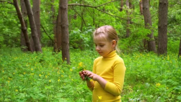 Bambina Raccoglie Una Pianta Medicinale Nella Foresta Celandine Che Fiorisce — Video Stock