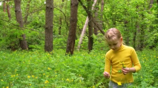 Petite fille recueille une plante médicinale dans la forêt. Celandine fleurissant sur une pelouse verte .