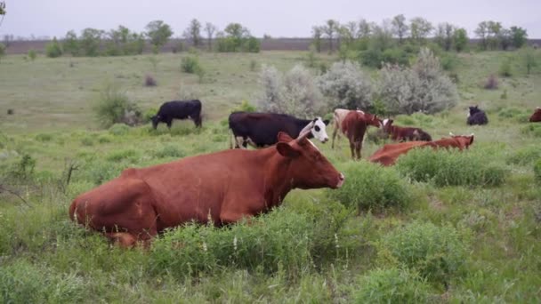 Krowa Leży Łące Stado Wypasanych Zwierząt Karmienie Bydła Zieloną Trawą — Wideo stockowe