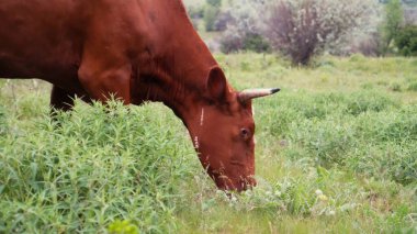 Kızıl bir inek çayırda ot yer. Sığır otlağı.