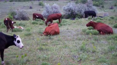 Beyaz burunlu mutlu bir inek yavaşça yeşil otları çiğner. Çayırda uzanıyor ve dinleniyor..