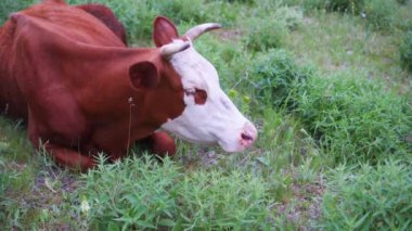 Beyaz burunlu mutlu bir inek yavaşça yeşil otları çiğner. Çayırda uzanıyor ve dinleniyor..