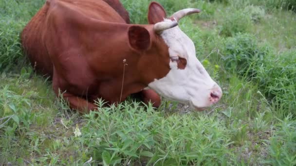 Uma Vaca Feliz Com Focinho Branco Mastiga Lentamente Grama Verde — Vídeo de Stock