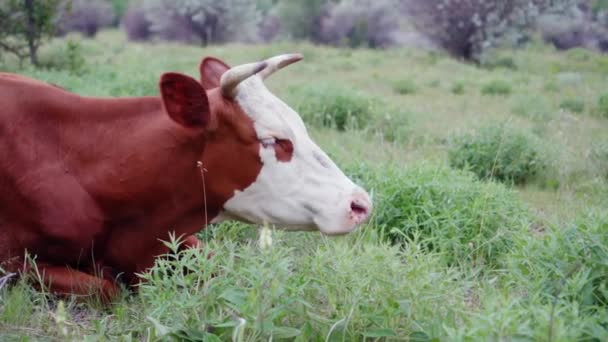 Una Vaca Feliz Con Hocico Blanco Mastica Lentamente Hierba Verde — Vídeo de stock