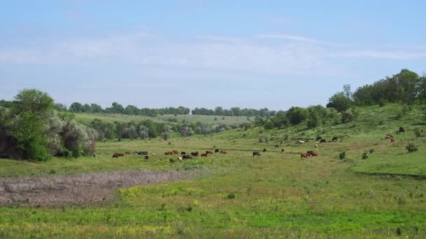 Eine Herde Kühe Auf Einem Hügeligen Gelände Grüne Saubere Weide — Stockvideo