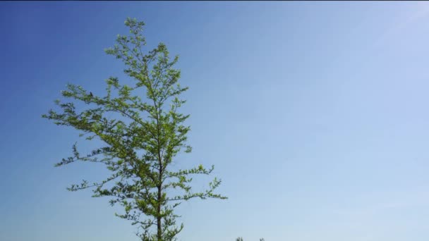Árbol Solitario Con Hojas Sobre Fondo Cielo Azul Pájaro Las — Vídeo de stock