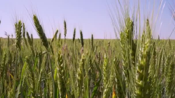 Las Orejas Trigo Maduran Campo Profundidad Superficial Del Campo — Vídeo de stock