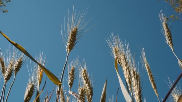 Пшеничне Поле Золоті Вуха Пшениці Полі Фундамент Дозрівання Вух Поля — стокове відео
