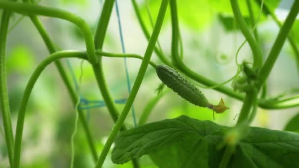 温室で成長するキュウリ 野菜の栽培 — ストック動画